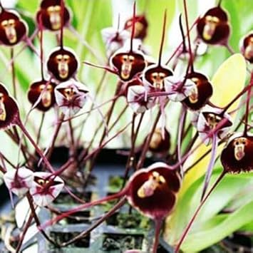 Monkey Face Violet Flower Seeds for Planting - 100 pcs