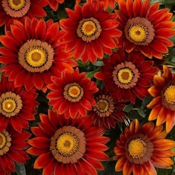 Red & Orange Gazania Heirloom Non-GMO Seeds for Planting