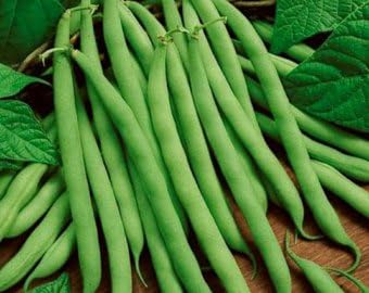 Green Bush Bean Seeds for Planting - Fresh Vegetable - heirloom & Non GMO Seeds