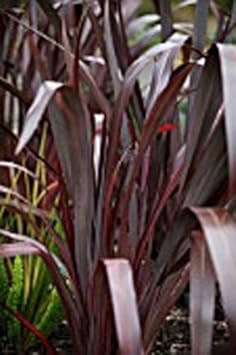 Red Phormium Plant Seeds for Planting - 100 pcs