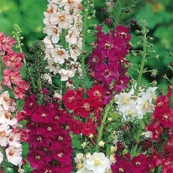 Mixed Verbascum Flower Seeds for Planting, 100 pcs