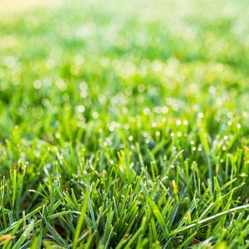 Scotts Turf Builder Grass Seed Northeast Mix