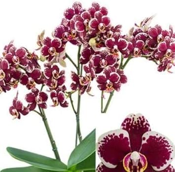 Maroon White Phalaenopsis Orchid Flower Seeds – Heirloom, Non-GMO Seeds for Planting seeds for planting in home garden