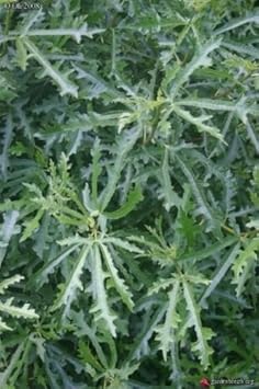 Green Afghanistanica Fig Tree Seeds for Planting - Exotic Fruit Harvests , Heirloom Seeds