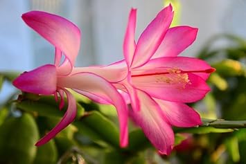 White Pink Zygocactus Flower Seeds for Planting - 100 pcs