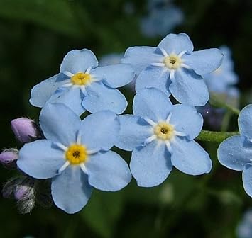 Organic Sea Blue Myosotis Sylvatica Flower Seeds for Planting – Heirloom, Non-GMO