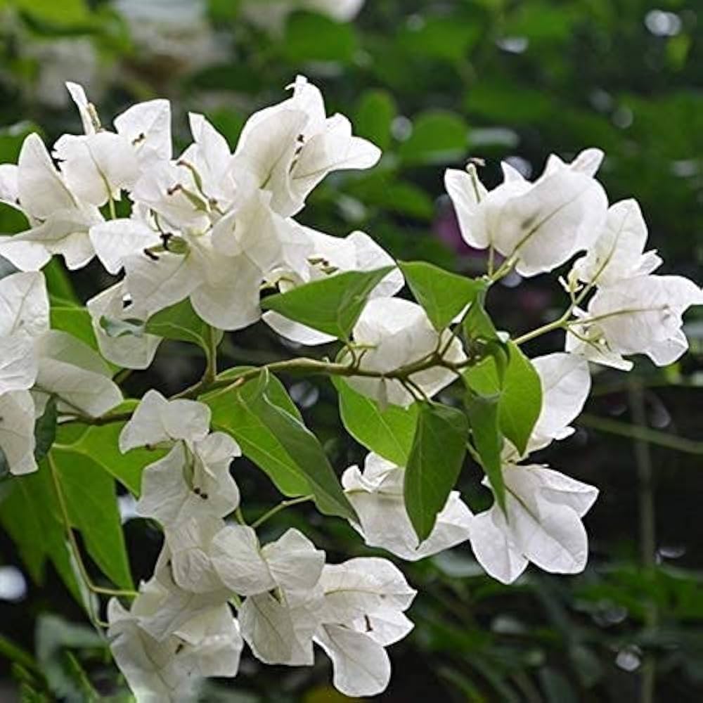 White Bougainvillea Kousa Flower Seeds ƒ?? Heirloom, Non-GMO Flower Seeds for Planting for planting in your garden.