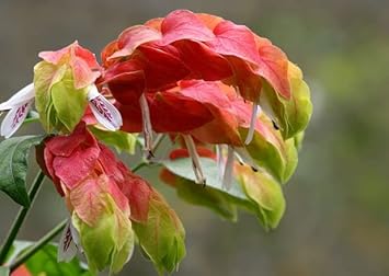 Organic Pachystachys Lutea Seeds Orange Green for Planting – Heirloom, Non-GMO