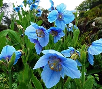 Himalayan Flower Seeds for Planting - 100 pcs