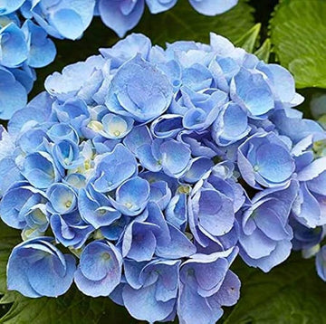 Heirloom Non-GMO Blue Climbing Geranium Flower Seeds for Planting â€“ Vibrant Vining Garden Blooms