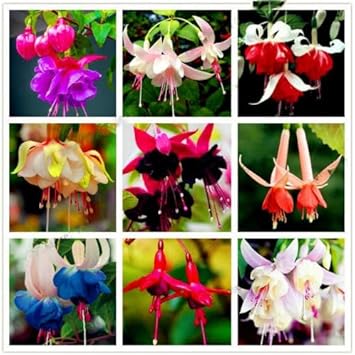 Heirloom Non-GMO Fuchsia Flower Seeds for Planting – Elegant Hanging Garden Blooms