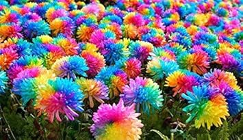 Heirloom Non-GMO Chrysanthemum Flower Seeds for Planting for planting in home garden