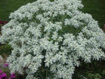 Green Snow on the Mountain Flower Seeds for Planting - 100 pcs for planting in your garden.