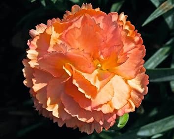 Light Orange Carnation Flower Seeds for Garden and Balcony Planting for planting in your garden.