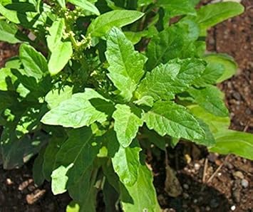 Epazote Dysphania Ambrosioides Plant Seeds for Planting - 100 pcs Heirloom, NON-GMO Seeds