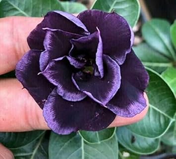 Organic Heirloom Non-GMO Dark Purple Adenium Obesum Seeds for Planting ƒ?? Desert Rose for planting in your garden.
