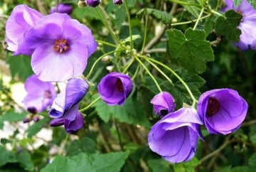 Violet Abutilon Flower Seeds for Planting â€“ NON GMO Seeds