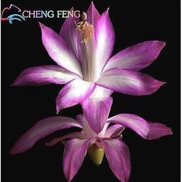 Purple Schlumbergera Flower Seeds for Planting - 100 Pcs pcs