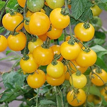 Giant Monster Tomato Vegetable Seeds for Planting – Red Variety 100 Pcs pcs