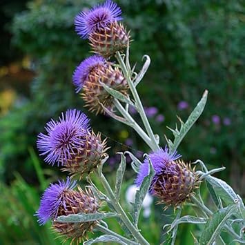 Cynara Flower Seeds Heirloom Non GMO Planting - 100 pcs for planting in home garden