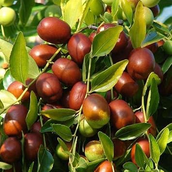 Brown jujube Ziziphus jujuba seeds for fruit tree gardens