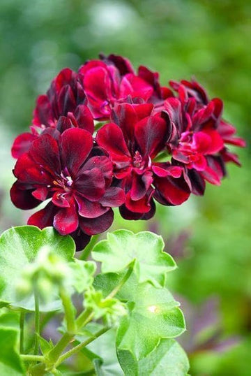 Burgundy Blooms Geranium Heirloom Non-GMO Seeds for Planting