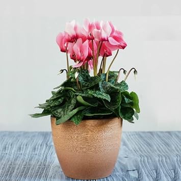 Heirloom Pale Pink Cyclamen Flower Seeds for Planting, Non-GMO