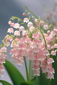 Pink Lily of the Valley flower Seeds for Planting - Non-GMO and Heirloom garden seeds for planting in home garden