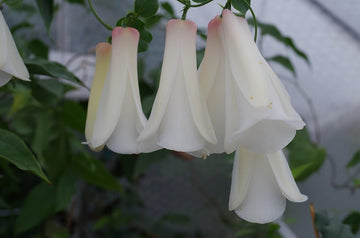 Heirloom Non-GMO Chilean Bell Flower Seeds for Planting – Rare Climbing Blooms