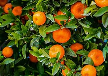 Orange Mandarin Fruit Seeds for Planting - Cultivating Tangy and Sweet Citrus Fruits