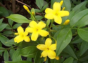 Yellow Jasminum Sambac Flower Seeds for planting in home garden