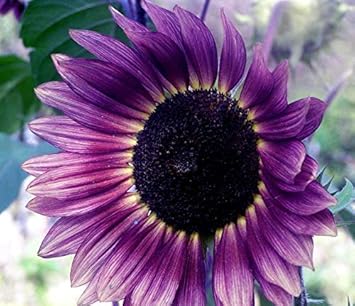 Violet Sunflower Perennial Flower Seeds