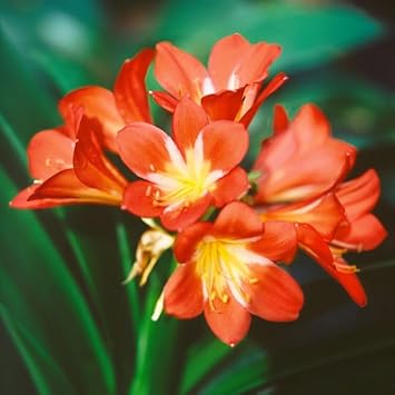 Clivia Flower Seeds for Planting - NON GMO Seeds