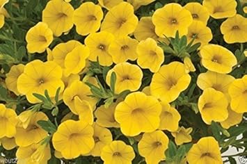 Yellow Calibrachoa Seeds for Planting â€“ Organic, Heirloom, Non-GMO Flower Seeds
