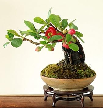 Red Quince Plant Seeds for Planting - NON GMO Seeds