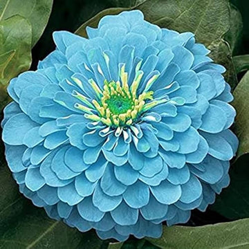 Sky Blue Zinnia Flower Seeds for Planting â€“ Vibrant Blooms, Non-GMO, Heirloom Flower Seeds