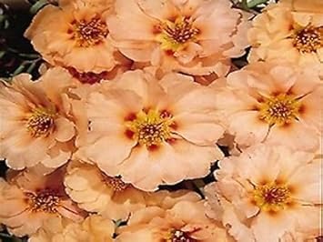 Cream Portulaca Flower Seeds for Planting â€“ NON GMO Seeds