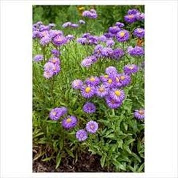 Purple Erigeron Speciosus Flower Seeds for Planting, 100 pcs