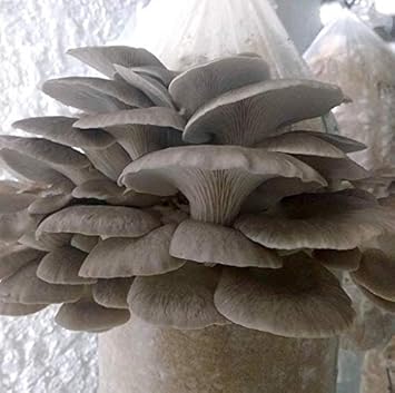 Grey Mushroom Seeds for Planting - 100 Pcs pcs