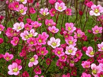 Heirloom Saxifrage Rose Plant Seeds â€“ Non-GMO Garden Seeds for Planting, Ideal for Your Garden