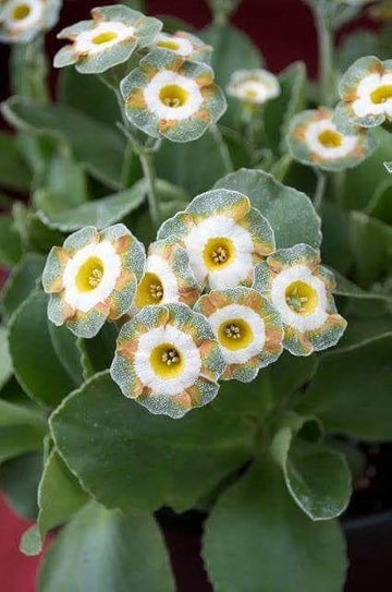 Green Shade Auricula Flower Seeds for Planting, 100 pcs