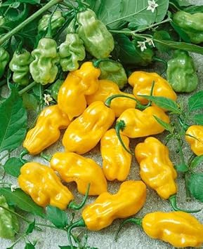 Yellow Sweet Pepper Capsicum annuum seeds for urban garden planting