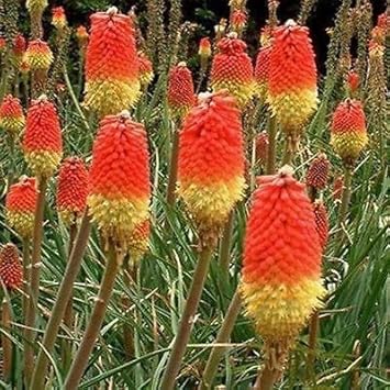 Heirloom Non-GMO Red Kniphofia Caulescens Flower Seeds for Planting – Bold Torch-Lily Blooming Seeds