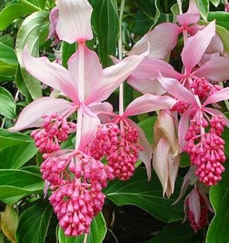 Medinilla Flower Seeds for Planting 100 pcs