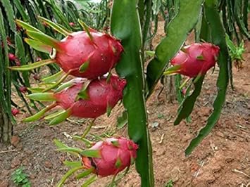 Pitaya Fruit Seeds Easy to Grow Red 100 Pcs pcs