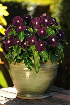 Periwinkle Flower Seeds for Garden Planting - 100 pcs