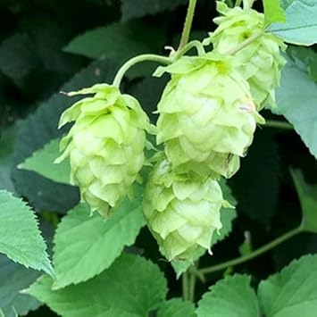 Organic Heirloom Non-GMO Light Green Humulus Lupulus Seeds for Planting – Hops Plant