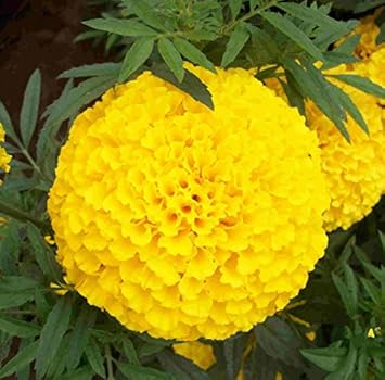 Organic Yellow Marigold Flower Seeds for Planting ƒ?? Heirloom, Non-GMO, Fresh Garden Seeds