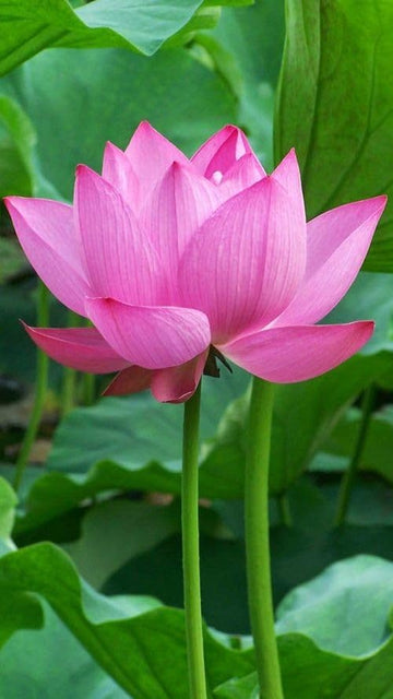 Pink Sacred Lotus Seeds (Nelumbo Nucifera) for Planting â€“ Heirloom, Non-GMO