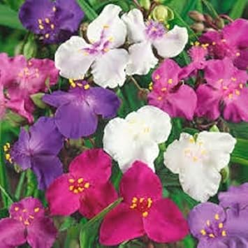 Mixed Tradescantia Spiderwort Flower Seeds for Planting - 100 Pcs pcs